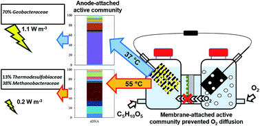 Graphical abstract: Composition and role of the attached and planktonic microbial communities in mesophilic and thermophilic xylose-fed microbial fuel cells