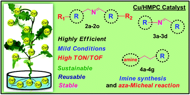 Graphical abstract: Cultivation of a Cu/HMPC catalyst from a hyperaccumulating mustard plant for highly efficient and selective coupling reactions under mild conditions