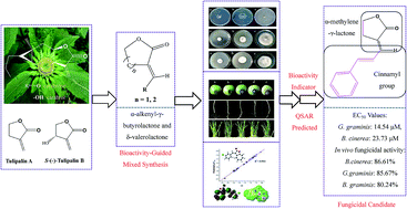 Graphical abstract: Bioactivity-guided mixed synthesis and evaluation of α-alkenyl-γ and δ-lactone derivatives as potential fungicidal agents