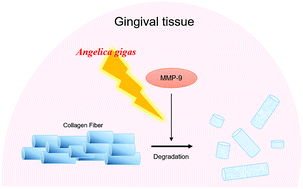 Graphical abstract: Angelica gigas ameliorates the destruction of gingival tissues via inhibition of MMP-9 activity