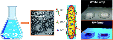 Graphical abstract: Luminescent biomimetic citrate-coated europium-doped carbonated apatite nanoparticles for use in bioimaging: physico-chemistry and cytocompatibility