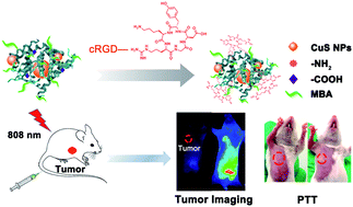 Graphical abstract: Biocompatible tumor-targeting nanocomposites based on CuS for tumor imaging and photothermal therapy