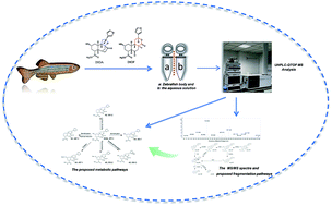 Graphical abstract: Metabolism of five diterpenoid lactones from Dioscorea bulbifera tubers in zebrafish