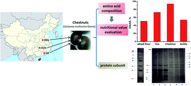 Graphical abstract: Amino acid composition and nutritional value evaluation of Chinese chestnut (Castanea mollissima Blume) and its protein subunit