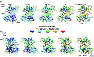 Graphical abstract: Conservation of the conformational dynamics and ligand binding within M49 enzyme family