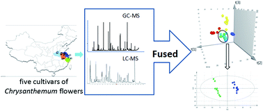 Graphical abstract: A metabolomic strategy based on integrating headspace gas chromatography-mass spectrometry and liquid chromatography-mass spectrometry to differentiate the five cultivars of Chrysanthemum flower
