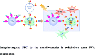 Graphical abstract: RGD-modified dihydrolipoamide dehydrogenase conjugated to titanium dioxide nanoparticles – switchable integrin-targeted photodynamic treatment of melanoma cells
