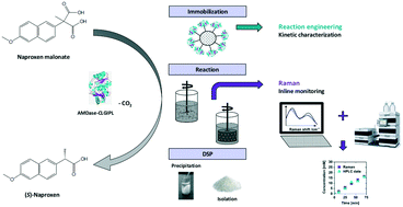 Graphical abstract: Reaction engineering of biocatalytic (S)-naproxen synthesis integrating in-line process monitoring by Raman spectroscopy