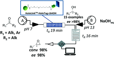 Graphical abstract: Rapid, selective and stable HaloTag-LbADH immobilization directly from crude cell extract for the continuous biocatalytic production of chiral alcohols and epoxides