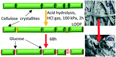 Graphical abstract: From vapour to gas: optimising cellulose degradation with gaseous HCl
