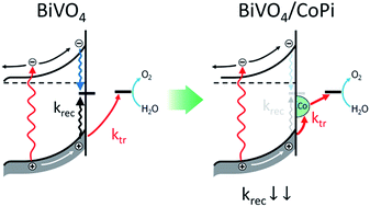 Graphical abstract: Photocurrent of BiVO4 is limited by surface recombination, not surface catalysis