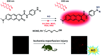Graphical abstract: An N-nitrosation reactivity-based two-photon fluorescent probe for the specific in situ detection of nitric oxide