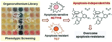 Graphical abstract: Apoptosis-independent organoruthenium anticancer complexes that overcome multidrug resistance: self-assembly and phenotypic screening strategies