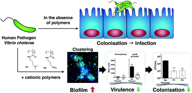 Graphical abstract: Engineering microbial physiology with synthetic polymers: cationic polymers induce biofilm formation in Vibrio cholerae and downregulate the expression of virulence genes