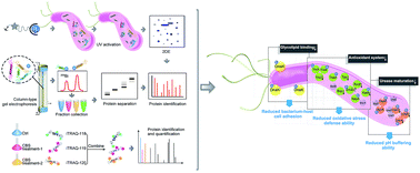 Graphical abstract: Integrative approach for the analysis of the proteome-wide response to bismuth drugs in Helicobacter pylori