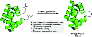 Graphical abstract: Chemical synthesis of a homoserine-mutant of the antibacterial, head-to-tail cyclized protein AS-48 by α-ketoacid–hydroxylamine (KAHA) ligation