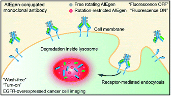 Graphical abstract: A red-emissive antibody–AIEgen conjugate for turn-on and wash-free imaging of specific cancer cells