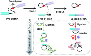 Graphical abstract: RNA splicing process analysis for identifying antisense oligonucleotide inhibitors with padlock probe-based isothermal amplification