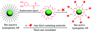 Graphical abstract: Thiol–ene click chemistry: a biocompatible way for orthogonal bioconjugation of colloidal nanoparticles