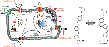 Graphical abstract: Optical control of GPR40 signalling in pancreatic β-cells