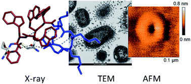 Graphical abstract: Design, crystal structure and atomic force microscopy study of thioether ligated d,l-cyclic antimicrobial peptides against multidrug resistant Pseudomonas aeruginosa