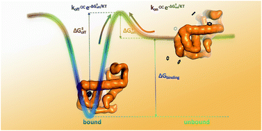 Graphical abstract: Biomolecular conformational changes and ligand binding: from kinetics to thermodynamics
