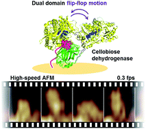 Graphical abstract: Interdomain flip-flop motion visualized in flavocytochrome cellobiose dehydrogenase using high-speed atomic force microscopy during catalysis