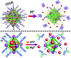 Graphical abstract: Stimuli-responsive nucleic acid-functionalized metal–organic framework nanoparticles using pH- and metal-ion-dependent DNAzymes as locks