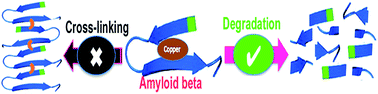 Graphical abstract: The double-edged role of copper in the fate of amyloid beta in the presence of anti-oxidants