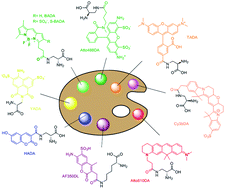 Graphical abstract: Full color palette of fluorescent d-amino acids for in situ labeling of bacterial cell walls