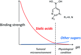 Graphical abstract: Heterocyclic boronic acids display sialic acid selective binding in a hypoxic tumor relevant acidic environment