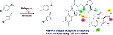 Graphical abstract: Design of peptide-containing N5-unmodified neutral flavins that catalyze aerobic oxygenations
