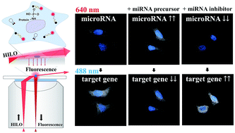 Graphical abstract: Simultaneous visualization of the subfemtomolar expression of microRNA and microRNA target gene using HILO microscopy