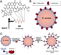 Graphical abstract: Immuno-targeting of Staphylococcus aureus via surface remodeling complexes