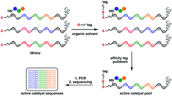 Graphical abstract: A platform for high-throughput screening of DNA-encoded catalyst libraries in organic solvents