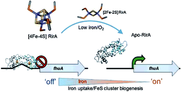 Graphical abstract: Sensing iron availability via the fragile [4Fe–4S] cluster of the bacterial transcriptional repressor RirA