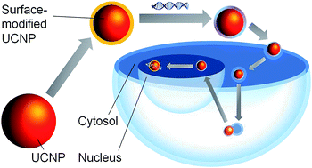 Graphical abstract: Molecular design of upconversion nanoparticles for gene delivery
