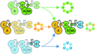 Graphical abstract: Harnessing fungal nonribosomal cyclodepsipeptide synthetases for mechanistic insights and tailored engineering