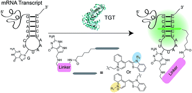 Graphical abstract: Fluorescent turn-on probes for wash-free mRNA imaging via covalent site-specific enzymatic labeling