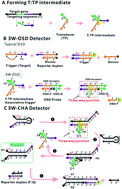 Graphical abstract: Establishment of a universal and rational gene detection strategy through three-way junction-based remote transduction