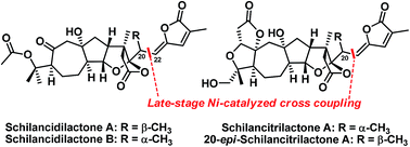 Graphical abstract: Total syntheses of schilancidilactones A and B, schilancitrilactone A, and 20-epi-schilancitrilactone A via late-stage nickel-catalyzed cross coupling