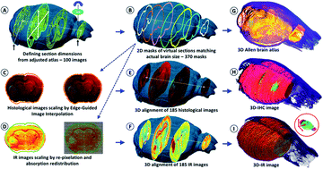 Graphical abstract: 3D chemical imaging of the brain using quantitative IR spectro-microscopy