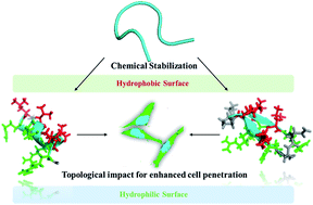 Graphical abstract: Achieving enhanced cell penetration of short conformationally constrained peptides through amphiphilicity tuning