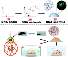 Graphical abstract: Surface-immobilized and self-shaped DNA hydrogels and their application in biosensing