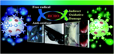 Graphical abstract: Bright and sensitive ratiometric fluorescent probe enabling endogenous FA imaging and mechanistic exploration of indirect oxidative damage due to FA in various living systems
