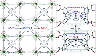 Graphical abstract: A structurally-characterized peroxomanganese(iv) porphyrin from reversible O2 binding within a metal–organic framework