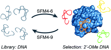 Graphical abstract: Evolved polymerases facilitate selection of fully 2′-OMe-modified aptamers
