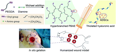 Graphical abstract: Injectable hyperbranched poly(β-amino ester) hydrogels with on-demand degradation profiles to match wound healing processes