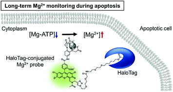 Graphical abstract: Visualization of long-term Mg2+ dynamics in apoptotic cells using a novel targetable fluorescent probe