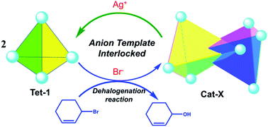 Graphical abstract: Binding of anions in triply interlocked coordination catenanes and dynamic allostery for dehalogenation reactions
